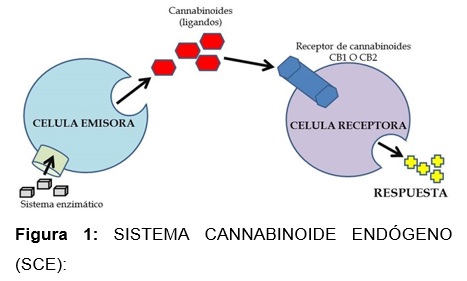 La anandamida, el principal endocannabinoide, se libera a partir
