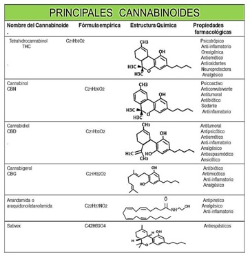 La anandamida, el principal endocannabinoide, se libera a partir